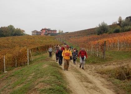 Tra le vigne