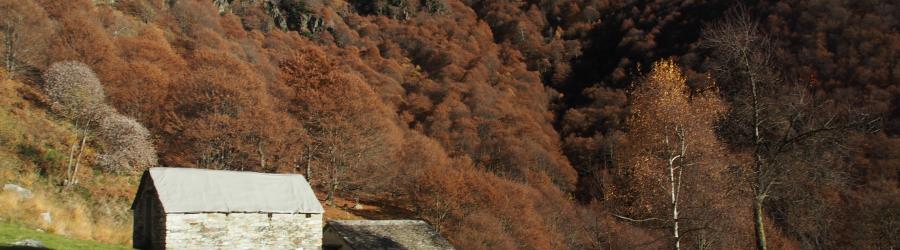 Alpeggi d'autunno 